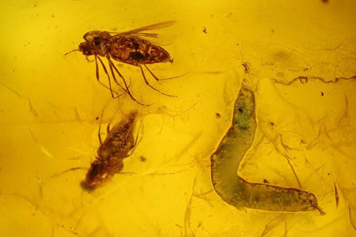 Two Fossil Flies (Diptera) & Fly Larva In Baltic Amber #234455
